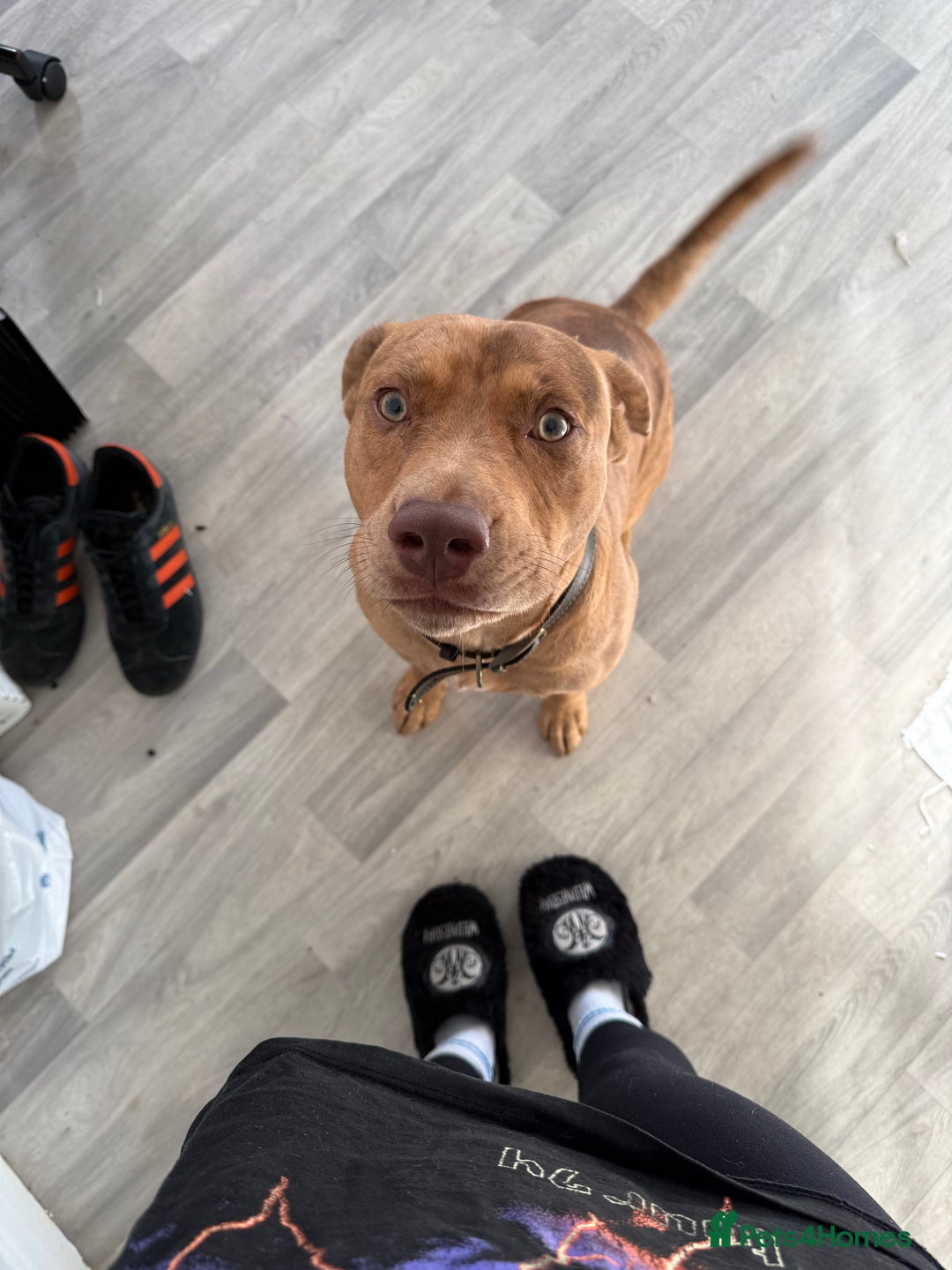 Mixed Breed dogs for sale: Staffy X Collie Rehome  - Advert 4