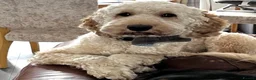 Cockapoo dogs for sale: Cockerpoo male 4 year old available  in Newport - Advert 3