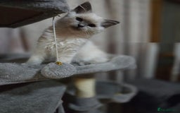 Ragdoll cats for sale: perfect cuddled Ragdoll kittens - Image 5