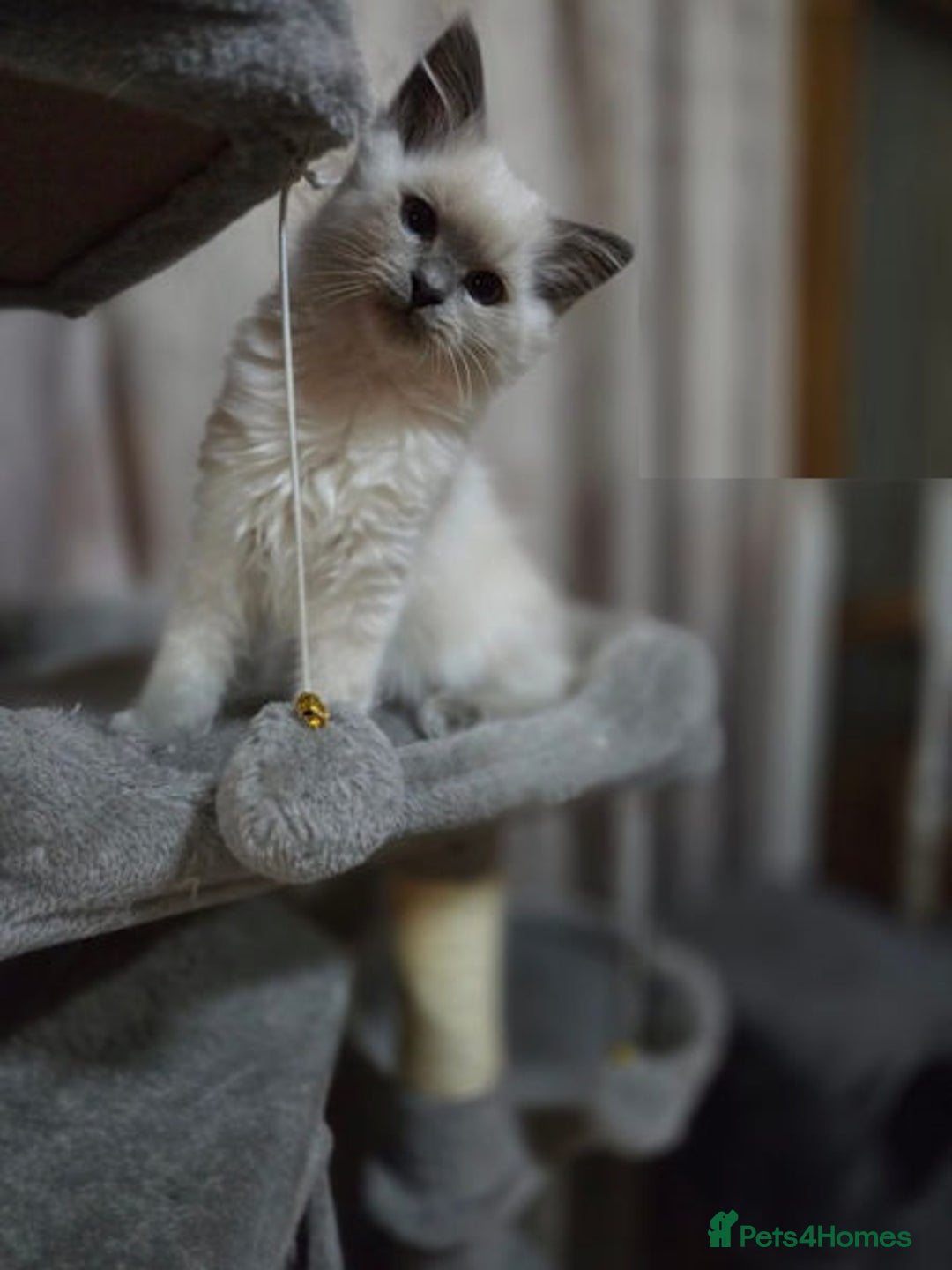 Ragdoll cats for sale: perfect cuddled Ragdoll kittens - Image 5