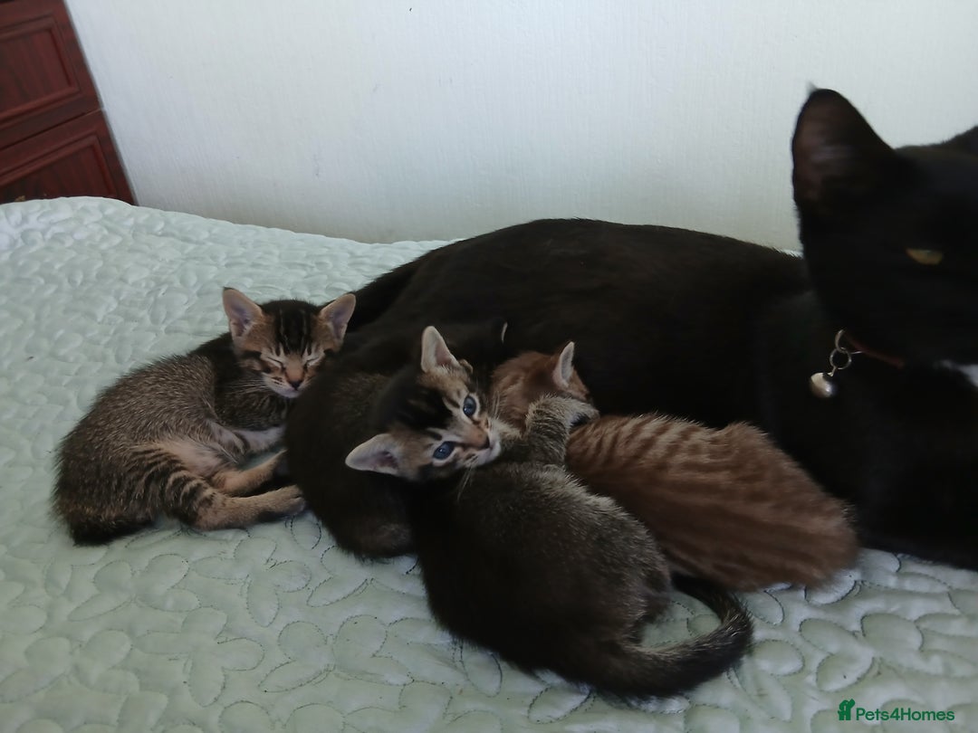 Oriental cats for sale: 4 girls 1 boy - Image 16