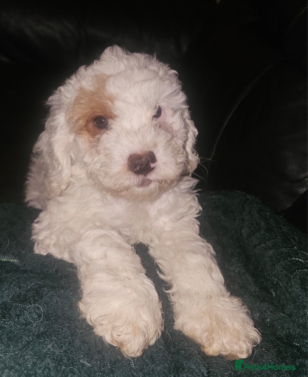 Cockapoo dogs for sale: Ready now! White female cockapoo puppy! - Advert 1