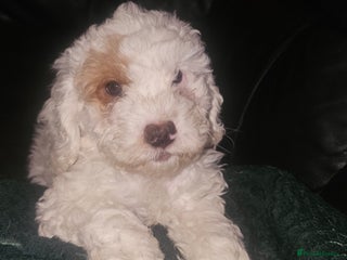 Cockapoo dogs Ready now! White female cockapoo puppy! - Advert 9