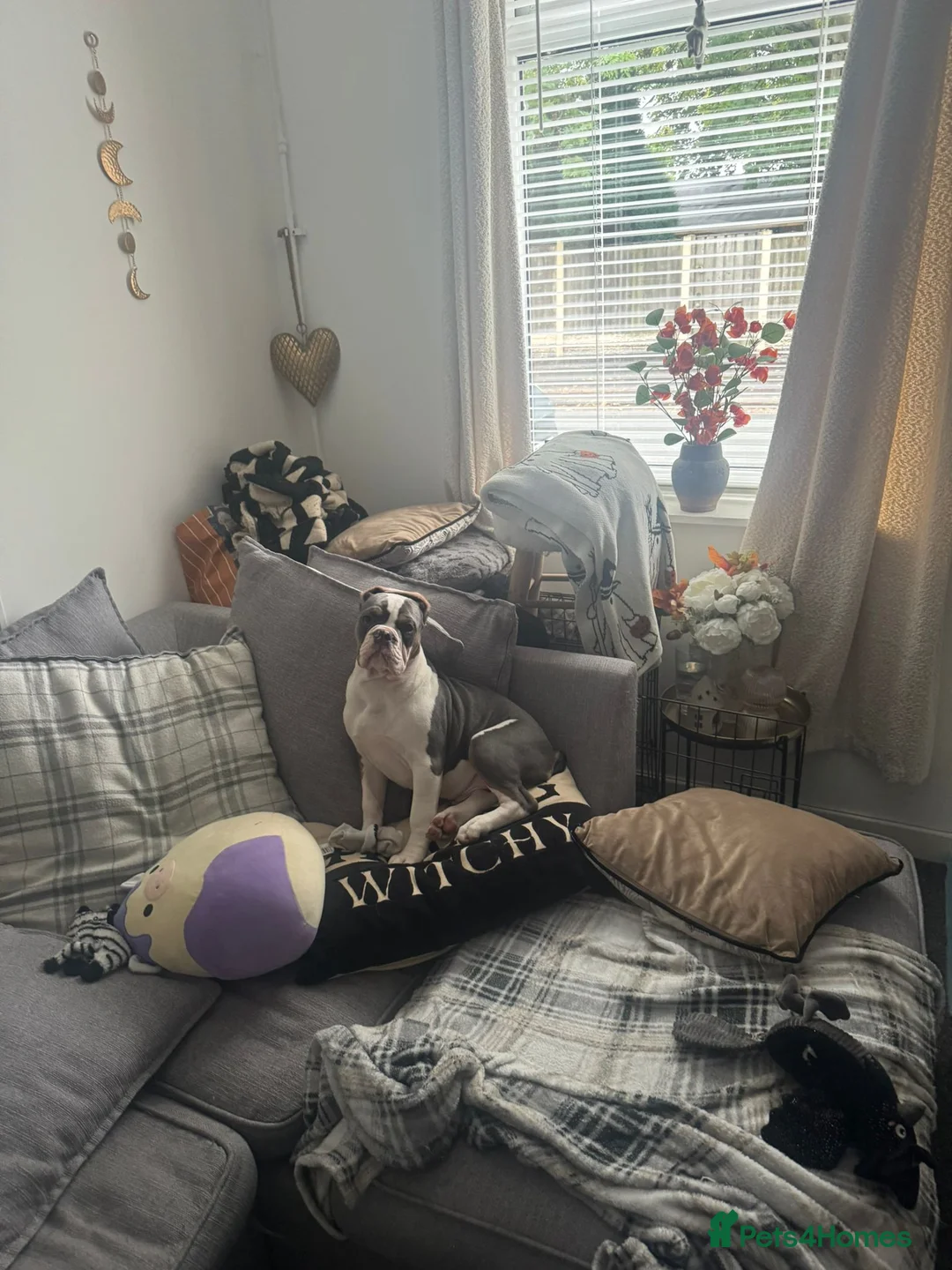 Mixed Breed dogs for sale: Remmie  - Advert 7