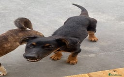 Mixed Breed dogs for adoption: Amelia, 8 months old, Available for adoption. - Advert 6