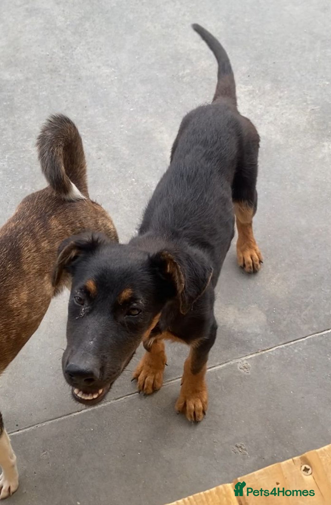 Mixed Breed dogs for adoption: Amelia, 8 months old, Available for adoption. - Advert 6