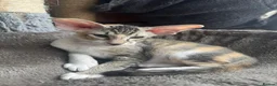Peterbald cats for sale: Pedigree registered TICA kittens - Advert 10