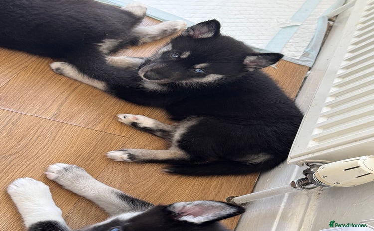 Siberian Husky dogs - Advert 2