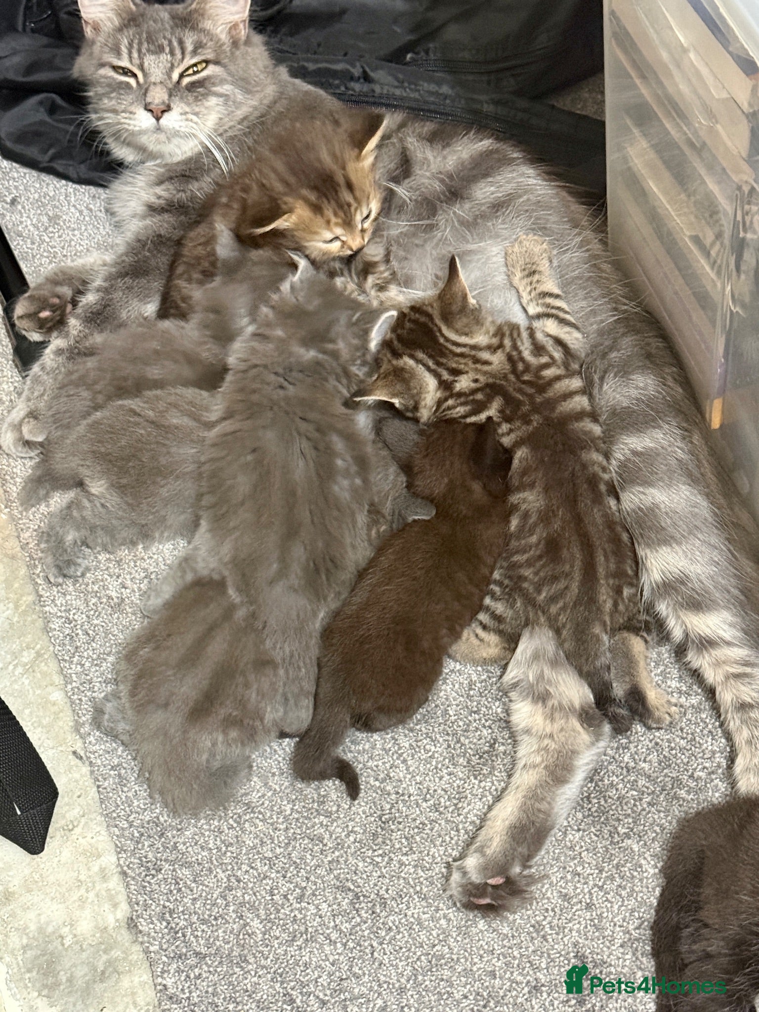 Maine Coon cats Stunning Maine Coon X Kittens. Ready now. - Advert 13