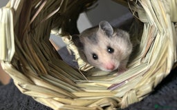 Hamster rodents for sale: Female hamster  - Image 2