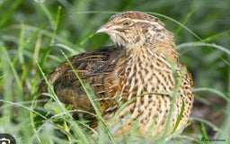 Quail poultry for sale: 11 female and 2 male quail for sale  - Image 7