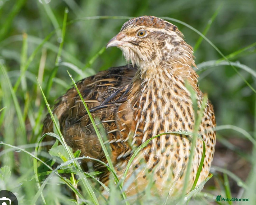 Quail poultry for sale: 11 female and 2 male quail for sale  - Image 7
