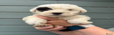 Old English Sheepdog 2
