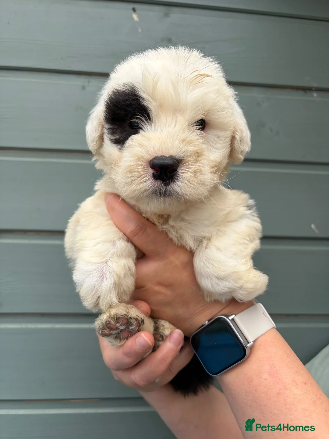 Old English Sheepdog dogs for sale: Kc Registered Old English Sheepdogs  - Advert 18