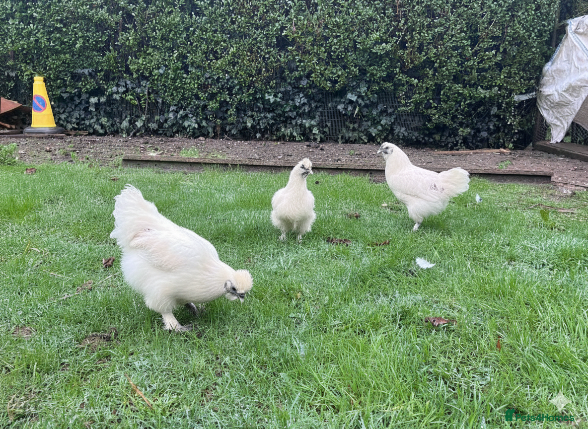 Chickens poultry Silkie chickens - Advert 1
