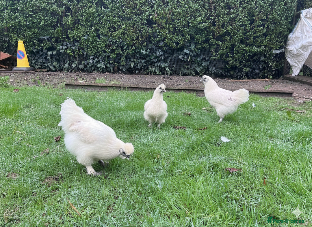 Chickens poultry for sale: Silkie chickens - Advert 1