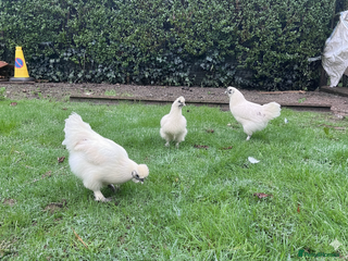 Chickens poultry Silkie chickens - Advert 3