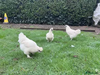 Chickens poultry Silkie chickens - Advert 12