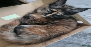 Maine Coon cats - Advert 16