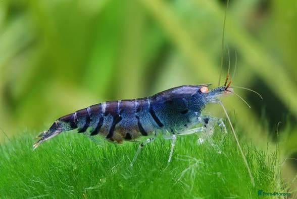 Shrimps fish Blue diamond neocardinia shrimp - Advert 5