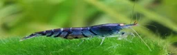 Shrimps fish for sale: Blue diamond neocardinia shrimp in Pontypridd - Advert 1