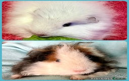 Guinea Pig rodents for sale: Pair of pure bred Guinea Pigs. - Image 3