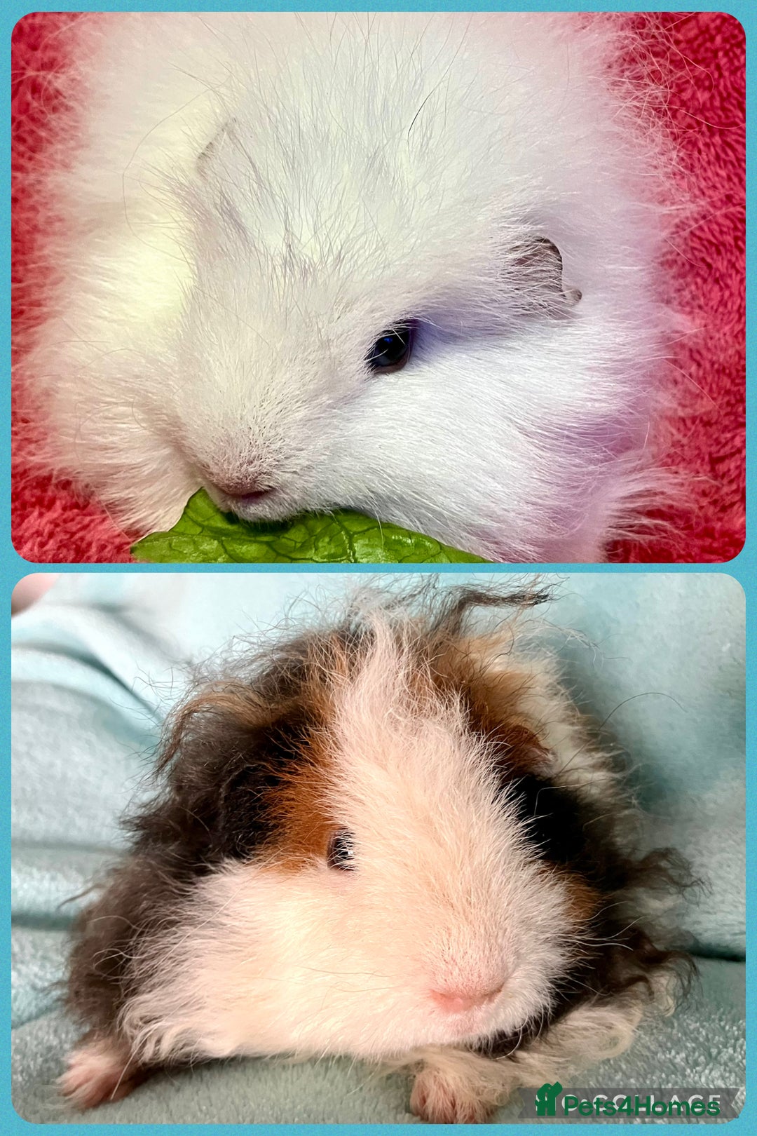 Guinea Pig rodents for sale: Pair of pure bred Guinea Pigs. - Image 3