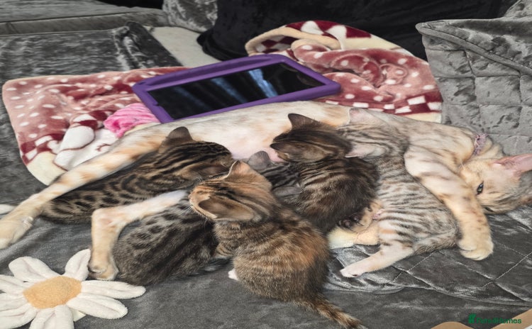 Bengal cats - Advert 1