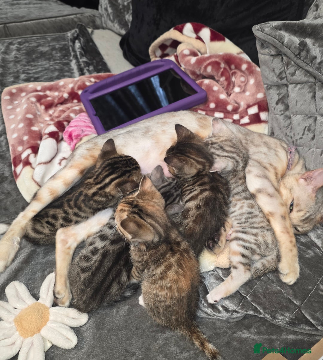 Bengal cats for sale: Bengal Cross Kittens - Image 1