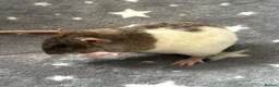 Rat rodents for sale: Baby Dumbo Dwarf Rats Male And Female  - Advert 6