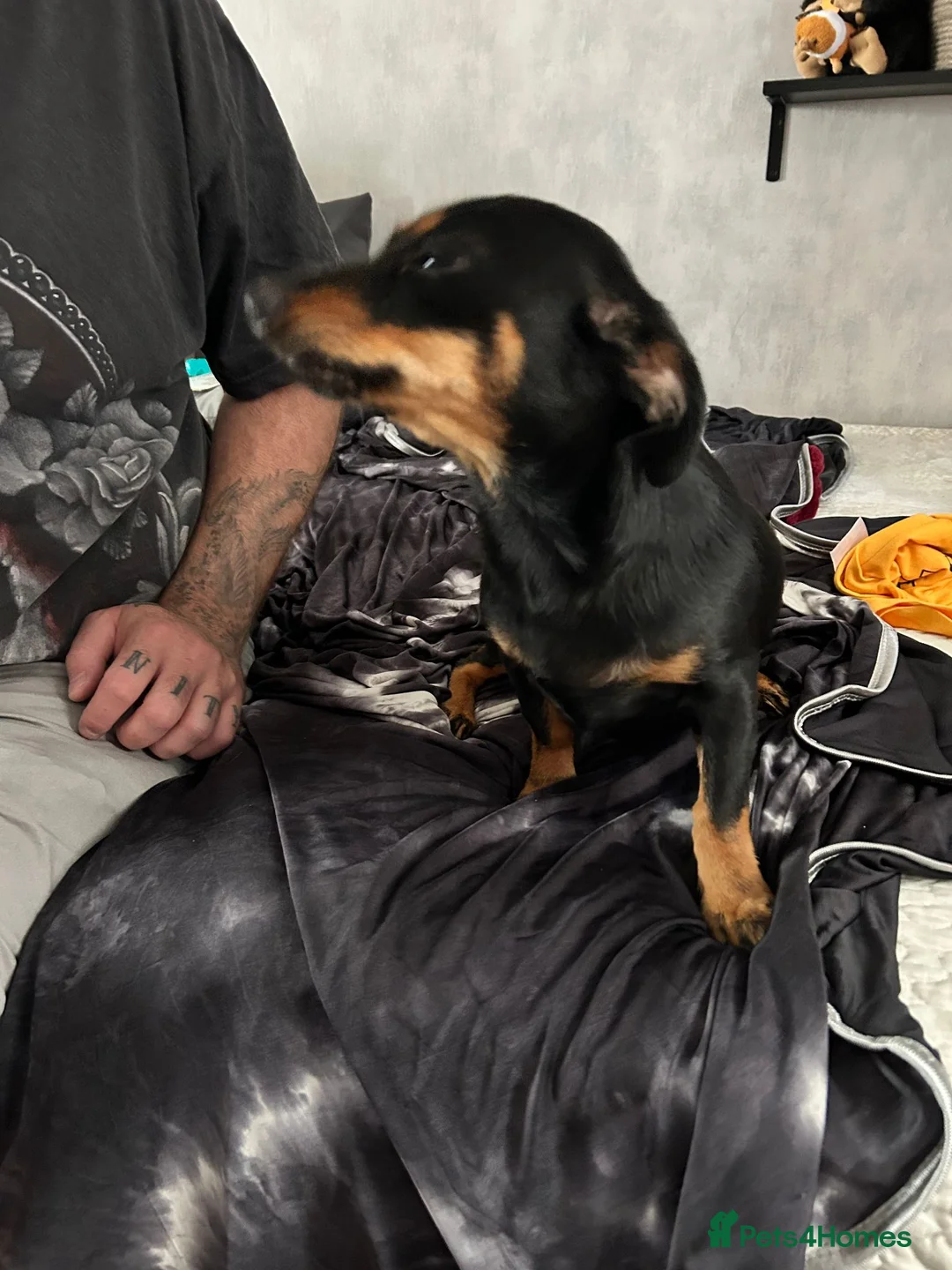 Mixed Breed dogs for sale: dachshund/pomeranian for sale - Advert 2