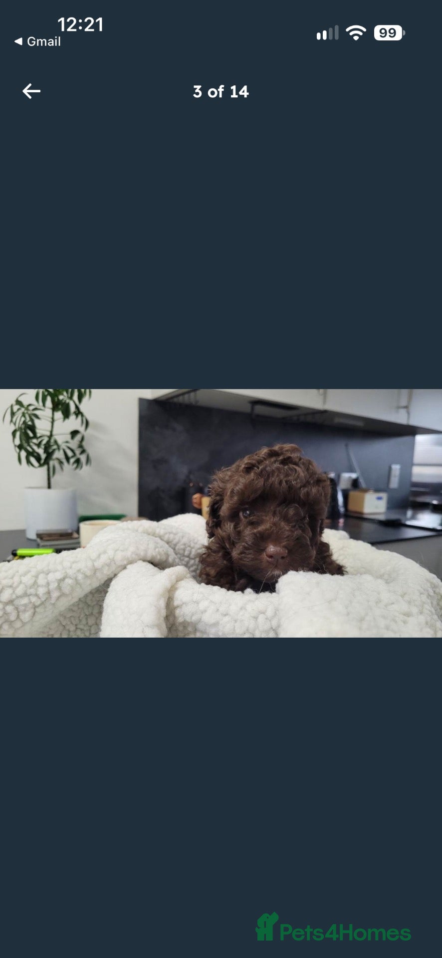 Sproodle dogs for sale: Toy Sproodle Puppies  - Advert 7