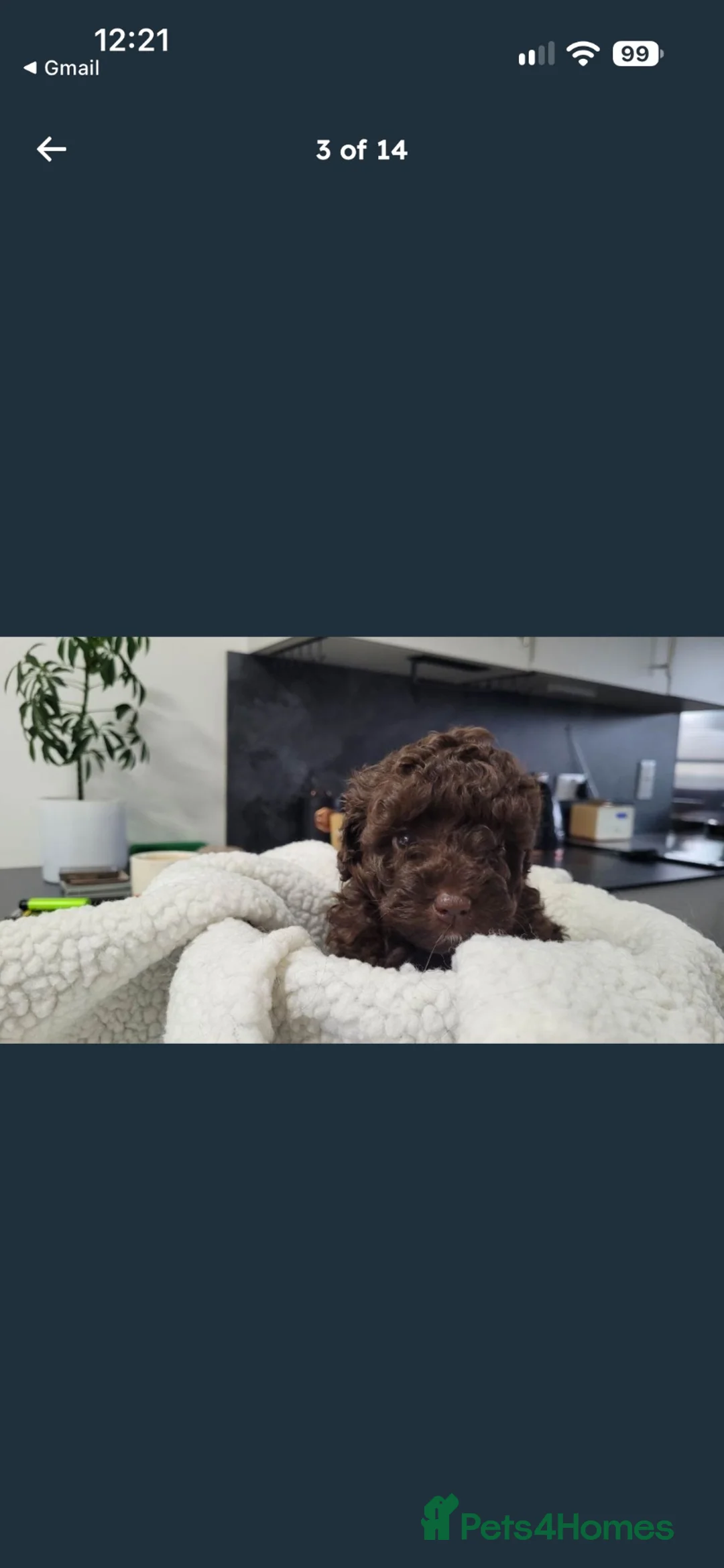Sproodle dogs for sale: Toy Sproodle Puppies  - Advert 1