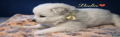 Samoyed Puppy 4* Bubu