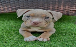 American Bully dogs for sale: American Bully Pocket  - Image 1