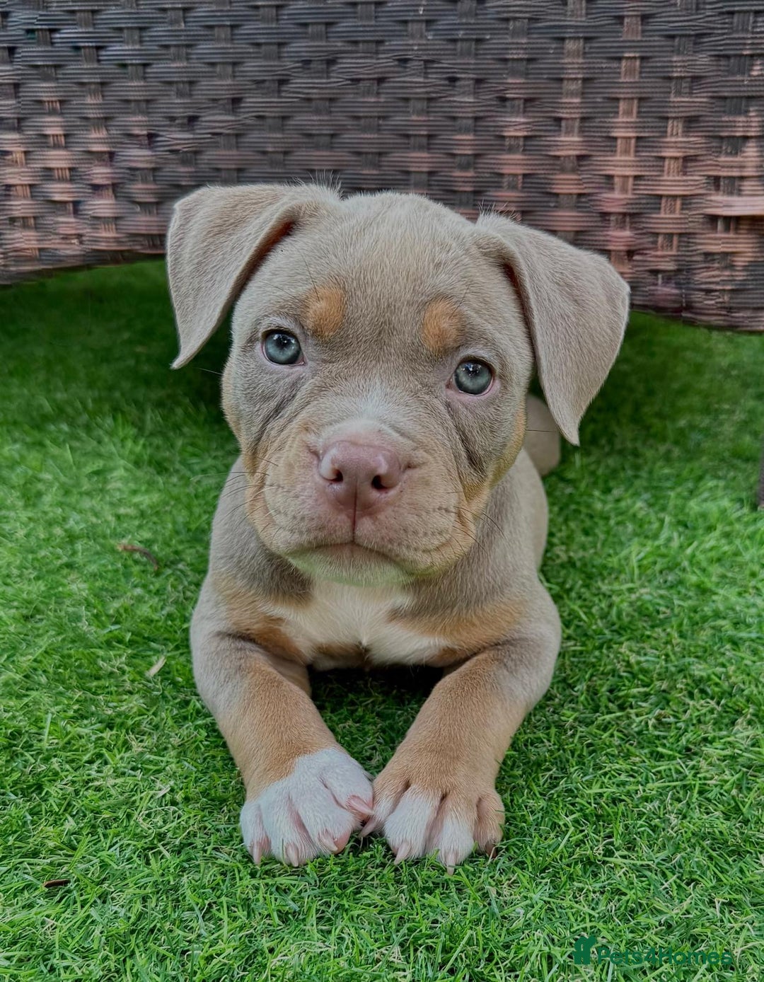 American Bully dogs for sale: American Bully Pocket  - Image 1