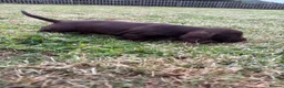 Mixed Breed dogs for sale: Teckel cross Springador puppies - Advert 6