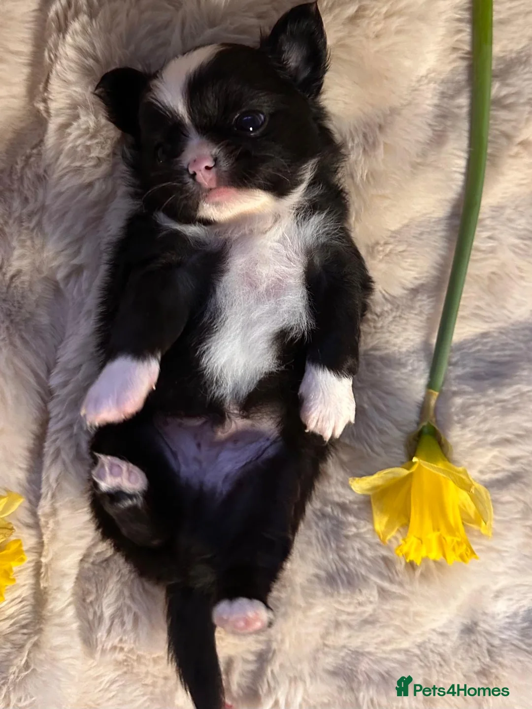 Chihuahua dogs for sale: Long hair, beautiful chihuahuas - Advert 13