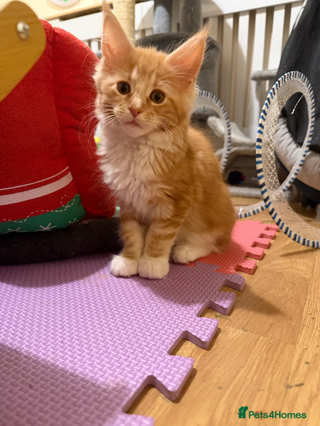 Maine Coon cats for sale: 5 Beautiful Mainecoon Kittens ❤️  - Advert 14