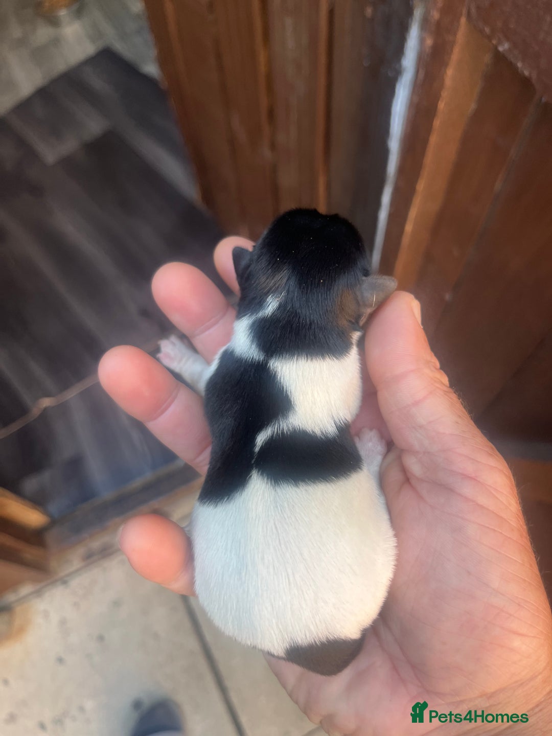 Jack Russell dogs for sale: Minicher jacks  - Image 4