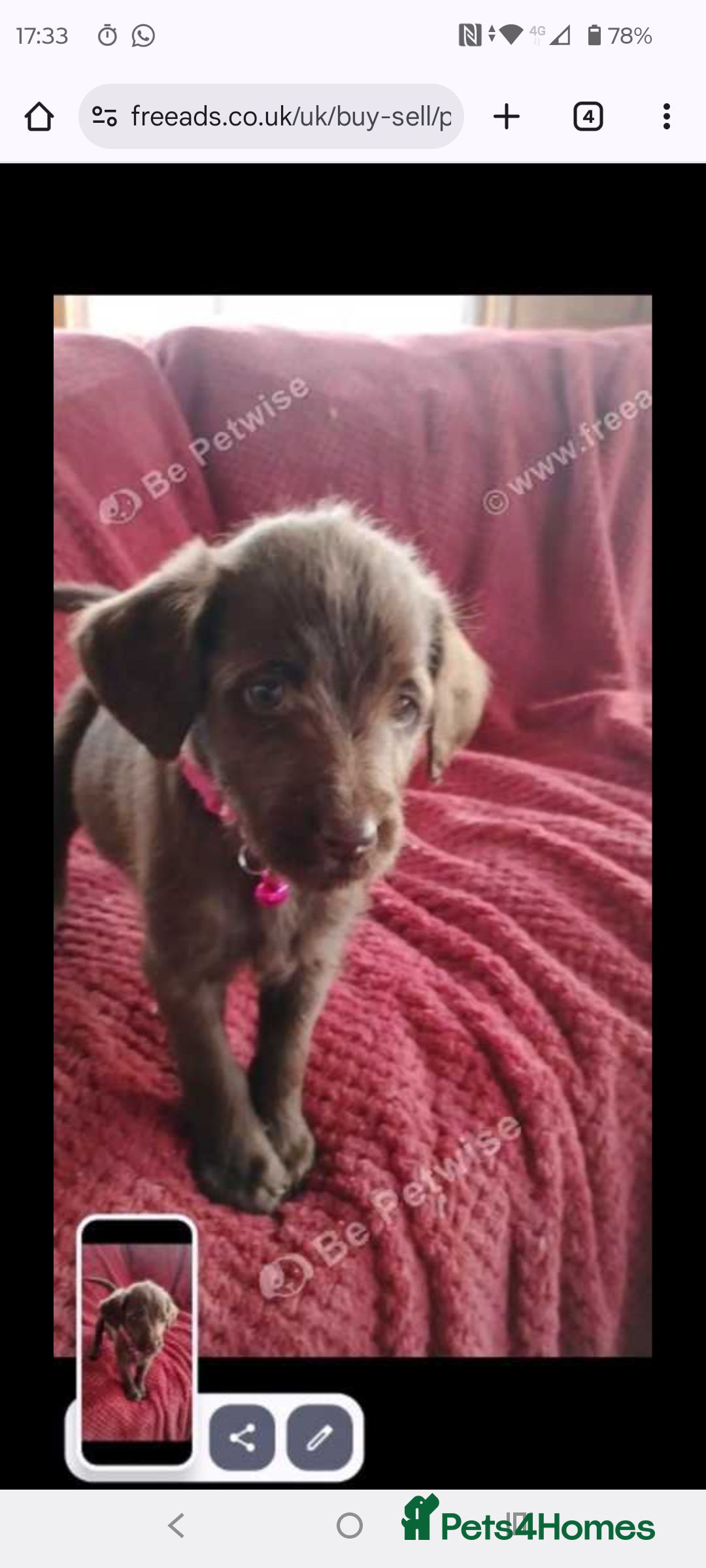 Labradoodle dogs for sale: Labradoodle puppies - Advert 2