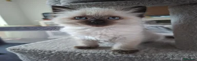 Ragdoll 3