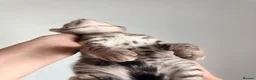 Bengal cats for sale: Beautiful Bengal kittens 2m 1f Price is negotiable in Harrow - Advert 16