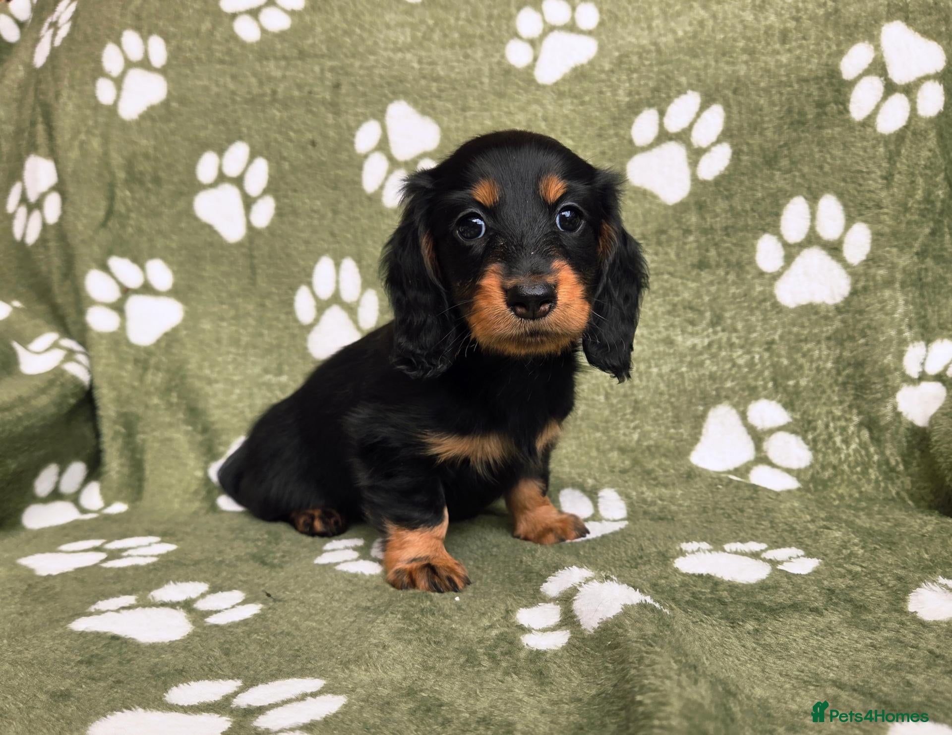 Miniature Dachshund dogs Stunning KC Registered Longhaired Mini Dachshunds - Advert 1