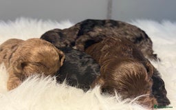 Cockapoo dogs for sale: F1B Cockapoo’s  - Image 9