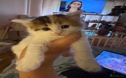Mixed Breed cats for sale: Kittens  - Image 4