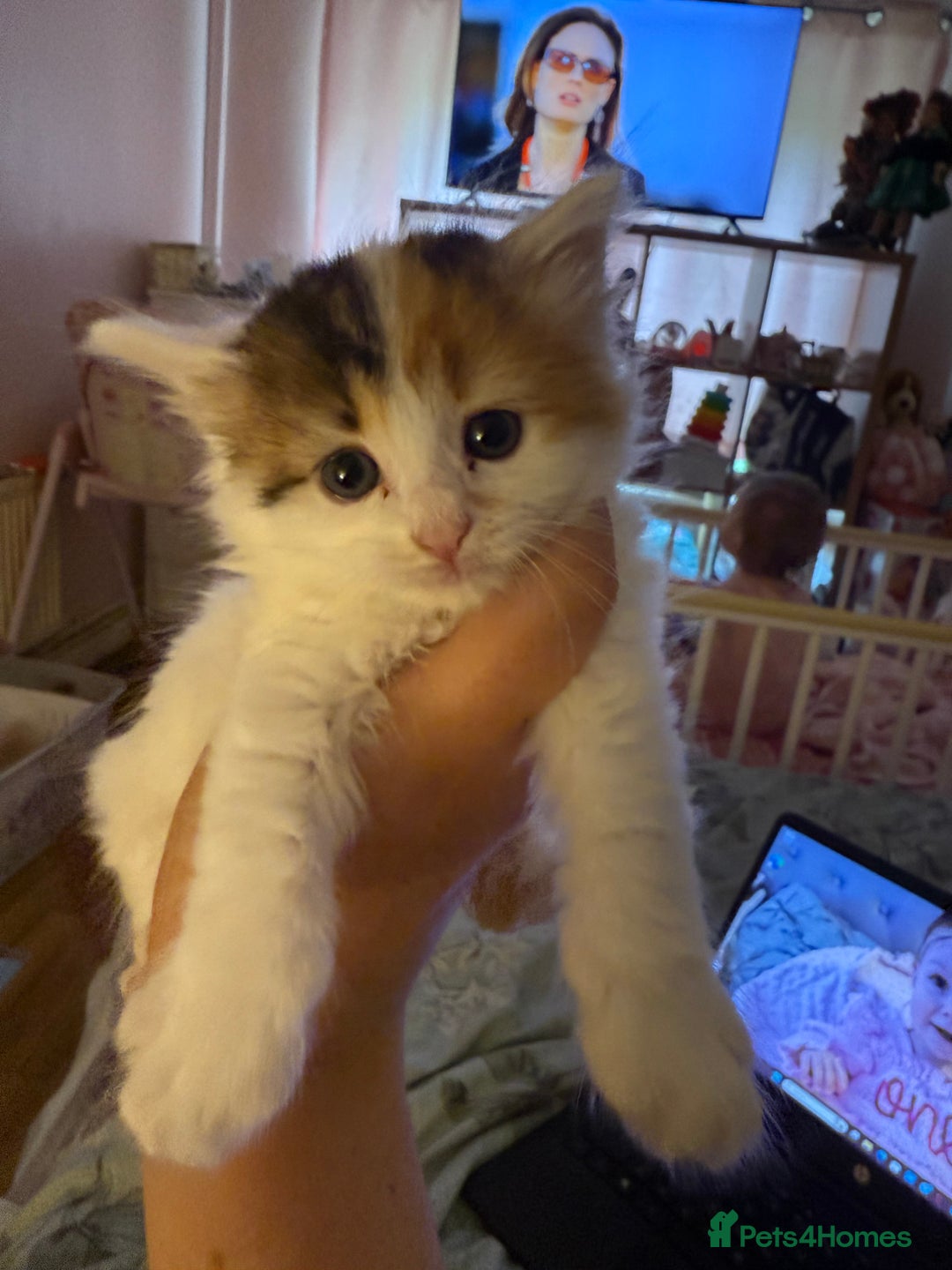 Mixed Breed cats for sale: Kittens  - Image 4