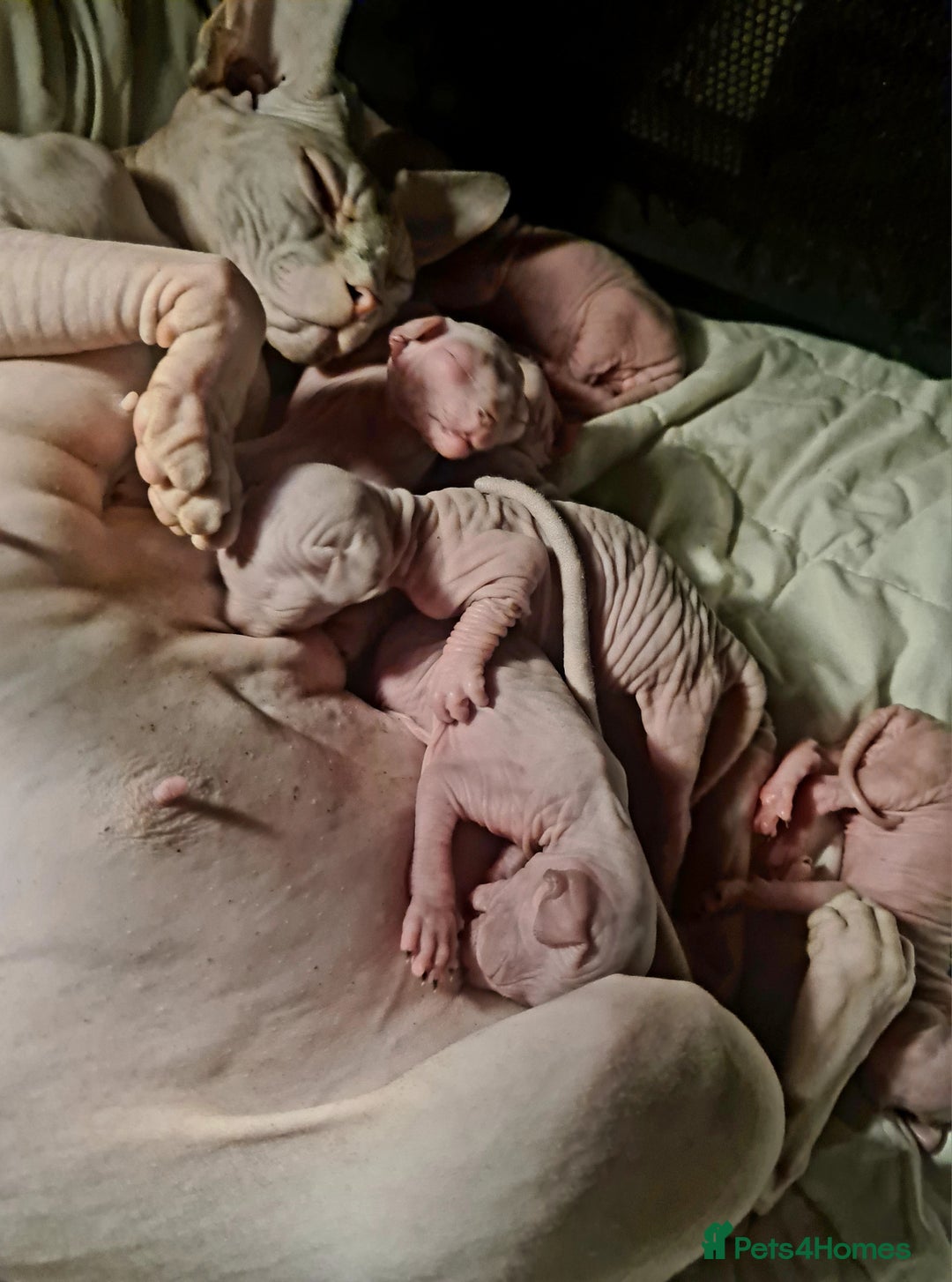 Sphynx cats for sale: Sphynx Kittens - Image 10