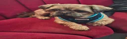 Mixed Breed dogs for sale: Shweenie puppies in Redcar - Advert 24