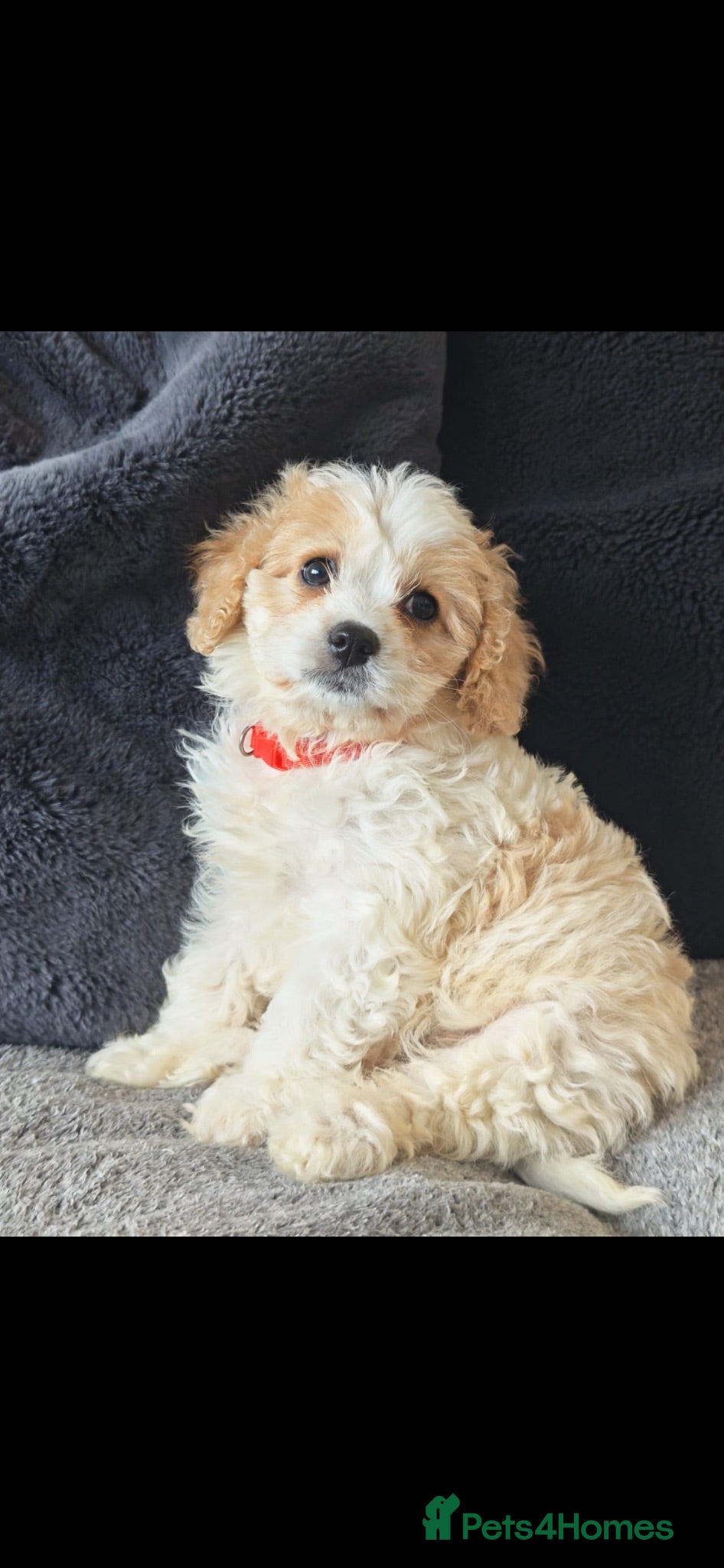 Cavapoo dogs F1 Girl Cavapoo’s ready for new homes  - Advert 2
